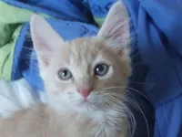 Gato ra a SRD-ViraLata idade 2 a 6 meses nome Gatinhos Sem Nome