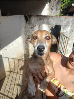 Cachorro raça SRD-ViraLata idade 6 ou mais anos nome Sem nome 
