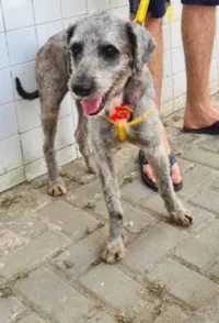 Cachorro ra a Poodle idade 5 anos nome Zoggy