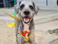 Cachorro raça Poodle idade 5 anos nome Zoggy