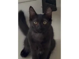 Gato raça SRD-ViraLata idade 2 a 6 meses nome sem nome