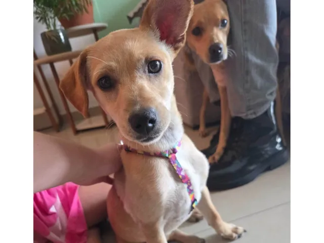 Cachorro raça SRD-ViraLata idade 2 a 6 meses nome Estrela