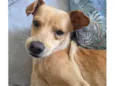 Cachorro raça SRD-ViraLata idade 2 anos nome Mel