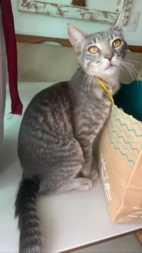 Gato ra a SRD-ViraLata idade 3 anos nome Nina 