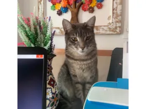 Gato raça SRD-ViraLata idade 3 anos nome Nina 