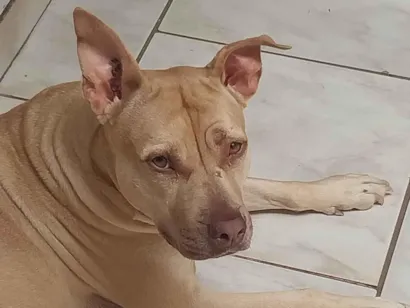 Cachorro raça Pit-Bull idade 4 anos nome Pandora