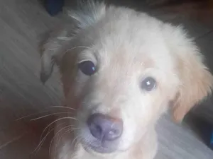Cachorro raça Mamãe cofap e papai golden retriever  idade 2 a 6 meses nome Ainda sem nome 