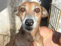 Cachorro raça SRD-ViraLata idade 6 ou mais anos nome Sem nome 