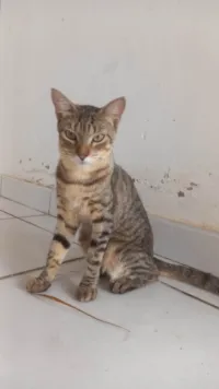 Gato ra a SRD-ViraLata idade 2 a 6 meses nome Letícia Cartonilho 