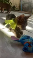 Gato ra a SRD-ViraLata idade 2 a 6 meses nome Letícia Cartonilho 