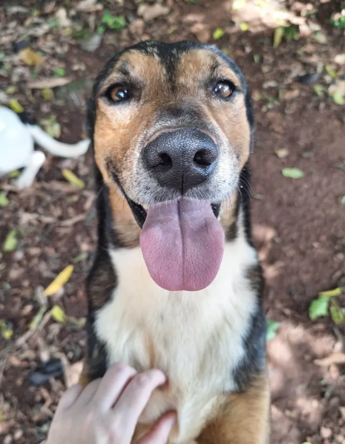 Cachorro ra a SRD-ViraLata idade 6 ou mais anos nome Scar