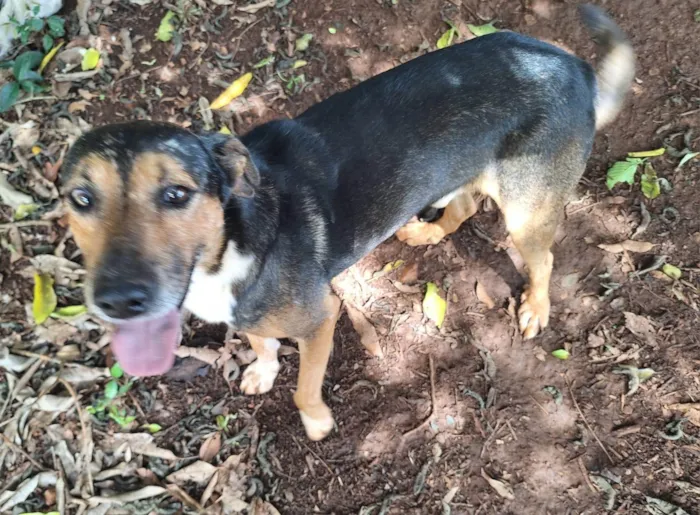 Cachorro ra a SRD-ViraLata idade 6 ou mais anos nome Scar