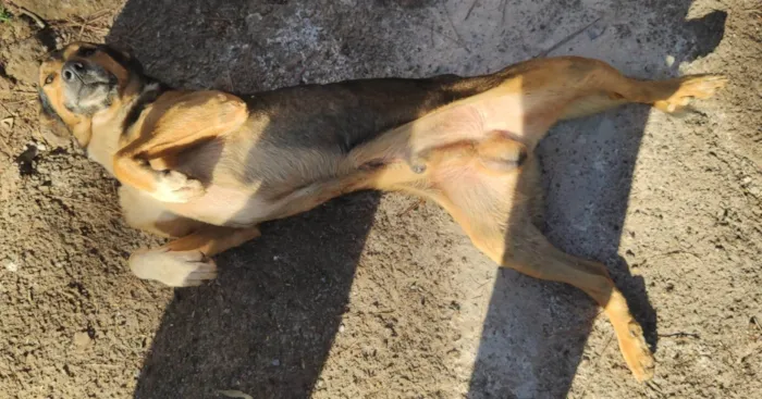 Cachorro ra a SRD-ViraLata idade 6 ou mais anos nome Scar