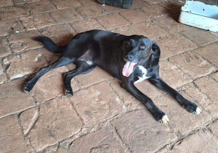 Cachorro ra a SRD-ViraLata idade 4 anos nome Eros