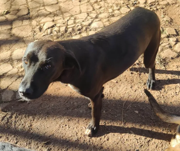 Cachorro ra a SRD-ViraLata idade 4 anos nome Eros