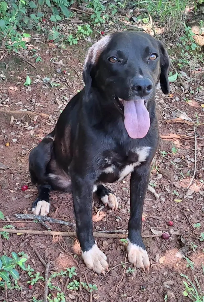 Cachorro ra a SRD-ViraLata idade 4 anos nome Lui