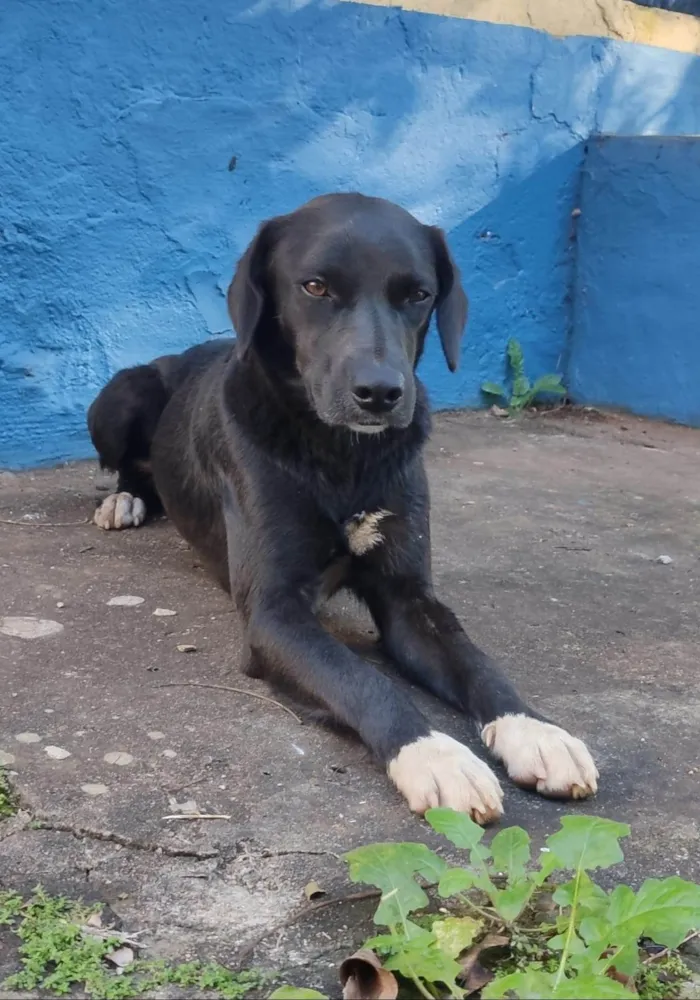 Cachorro ra a SRD-ViraLata idade 4 anos nome Lui