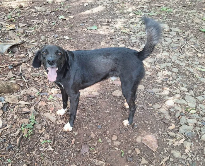 Cachorro ra a SRD-ViraLata idade 4 anos nome Lui