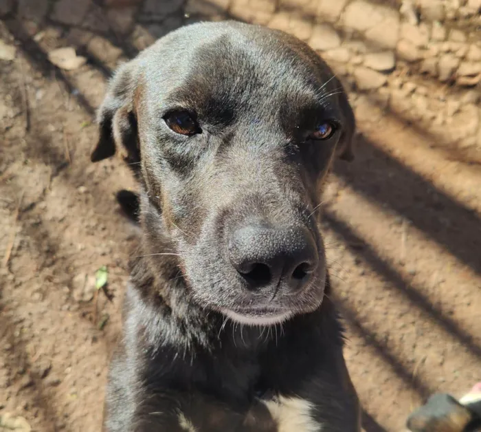 Cachorro ra a SRD-ViraLata idade 4 anos nome Lui