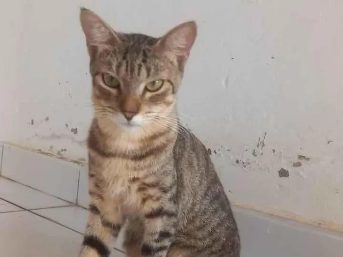 Gato raça SRD-ViraLata idade 2 a 6 meses nome Letícia Cartonilho 