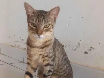 Gato raça SRD-ViraLata idade 2 a 6 meses nome Letícia Cartonilho 