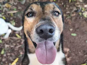 Cachorro ra a SRD-ViraLata idade 6 ou mais anos nome Scar