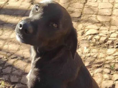 Cachorro ra a SRD-ViraLata idade 4 anos nome Eros