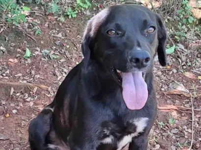 Cachorro ra a SRD-ViraLata idade 4 anos nome Lui