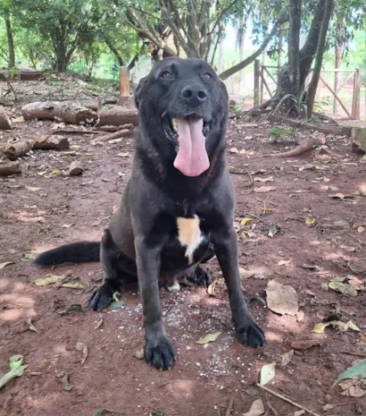Cachorro raça SRD-ViraLata idade 4 anos nome Scooby