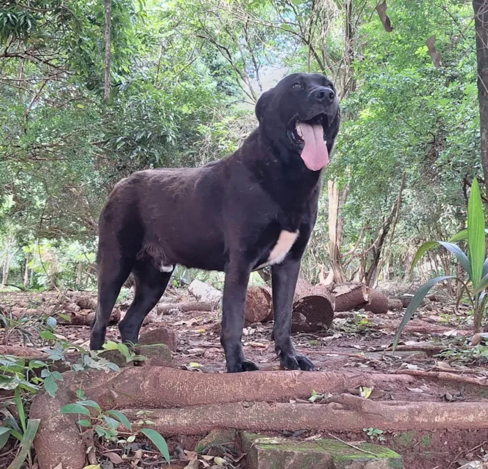 Cachorro ra a SRD-ViraLata idade 4 anos nome Scooby