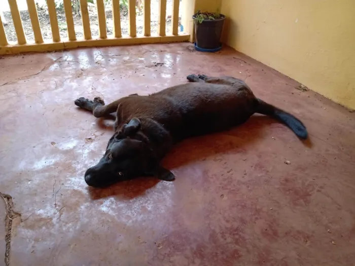 Cachorro ra a SRD-ViraLata idade 4 anos nome Scooby