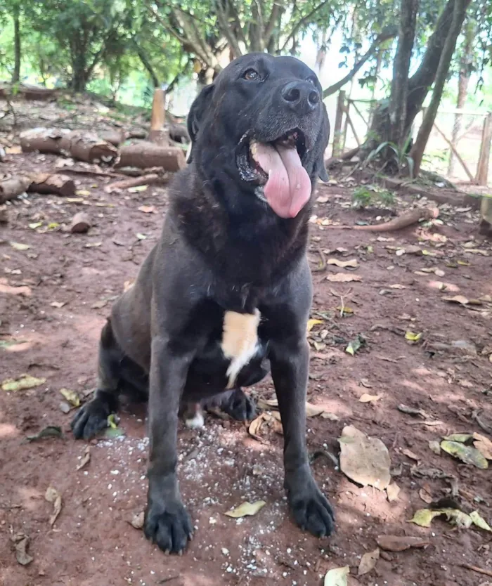 Cachorro ra a SRD-ViraLata idade 4 anos nome Scooby