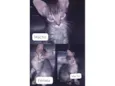 Gato raça SRD-ViraLata idade Abaixo de 2 meses nome Não possui nome ainda