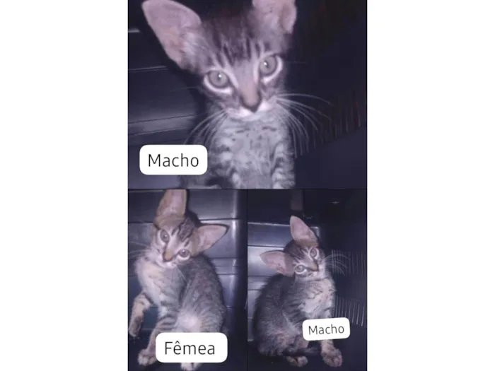 Gato ra a SRD-ViraLata idade Abaixo de 2 meses nome Não possui nome ainda