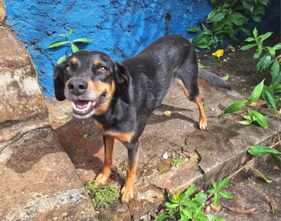 Cachorro ra a SRD-ViraLata idade 5 anos nome Ônix