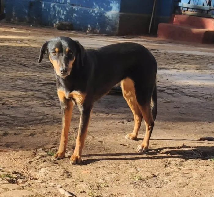 Cachorro ra a SRD-ViraLata idade 5 anos nome Ônix