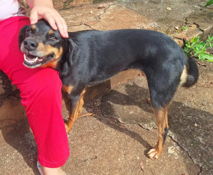 Cachorro ra a SRD-ViraLata idade 5 anos nome Ônix