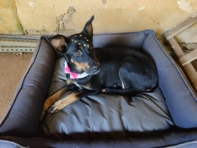 Cachorro ra a SRD-ViraLata idade 6 ou mais anos nome Pretinha