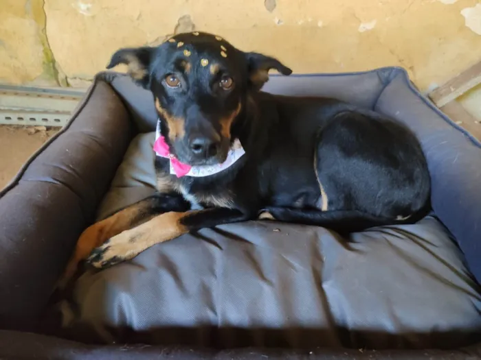 Cachorro ra a SRD-ViraLata idade 6 ou mais anos nome Pretinha