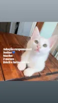 Gato ra a SRD-ViraLata idade 2 a 6 meses nome Josias 