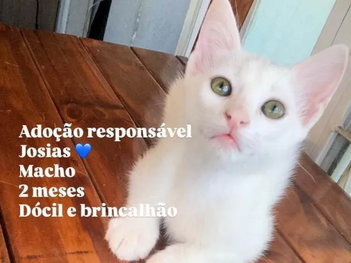 Gato ra a SRD-ViraLata idade 2 a 6 meses nome Josias 