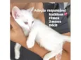 Gato ra a SRD-ViraLata idade 2 a 6 meses nome Kathleen 