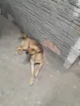 Cachorro ra a SRD-ViraLata idade 3 anos nome Lobinho