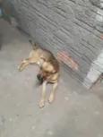 Cachorro ra a SRD-ViraLata idade 3 anos nome Lobinho