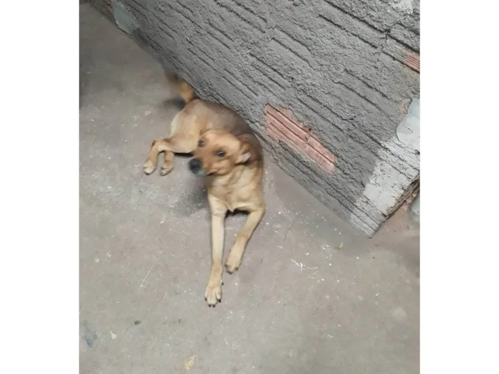Cachorro ra a SRD-ViraLata idade 3 anos nome Lobinho