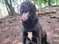 Cachorro raça SRD-ViraLata idade 4 anos nome Scooby
