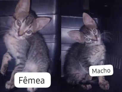 Gato raça SRD-ViraLata idade Abaixo de 2 meses nome Não possui nome ainda
