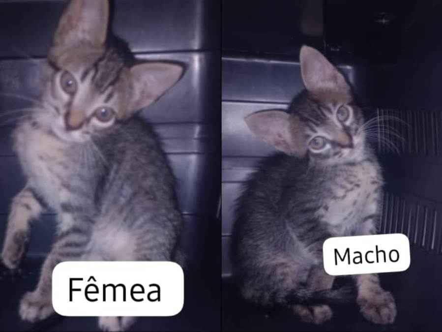 Gato ra a SRD-ViraLata idade Abaixo de 2 meses nome Não possui nome ainda