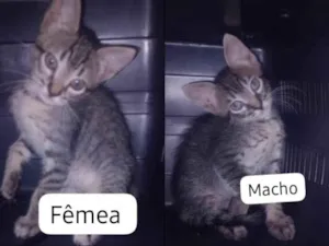 Não possui nome ainda