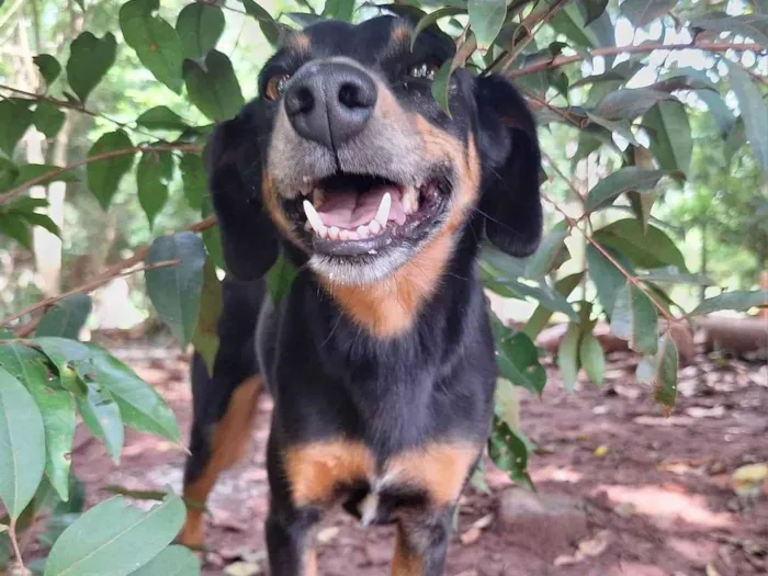 Cachorro ra a SRD-ViraLata idade 5 anos nome Ônix